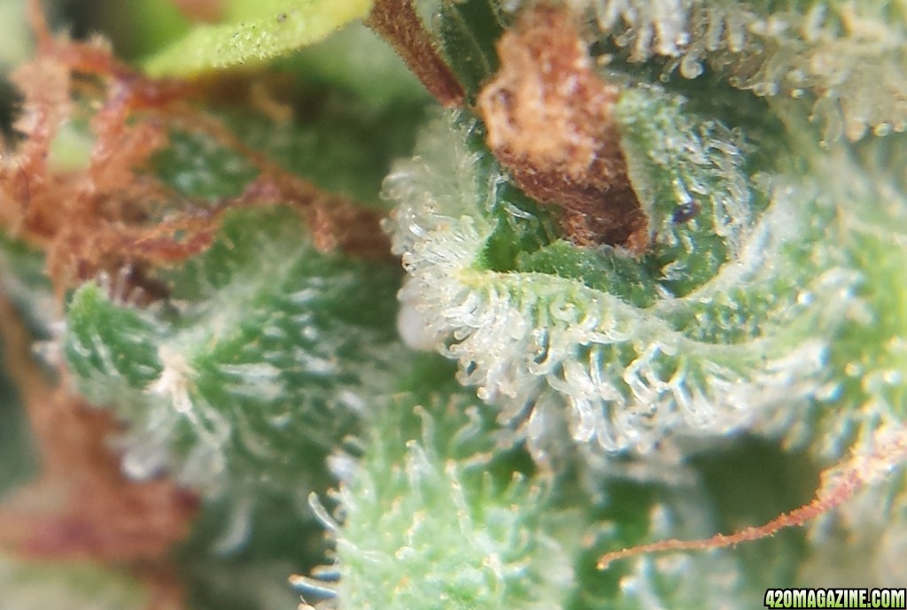 AK-47 day 109 macro