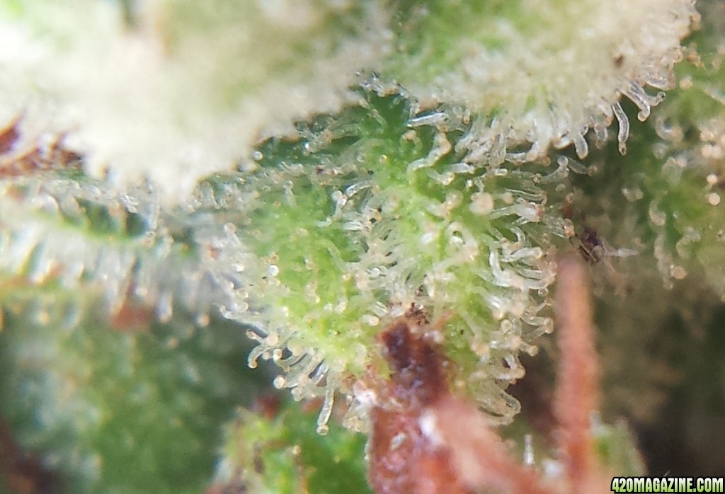 AK-47 day 109 macro