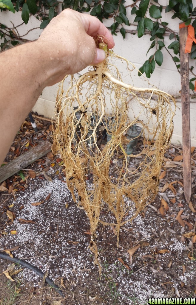 AK-47 day 114 roots