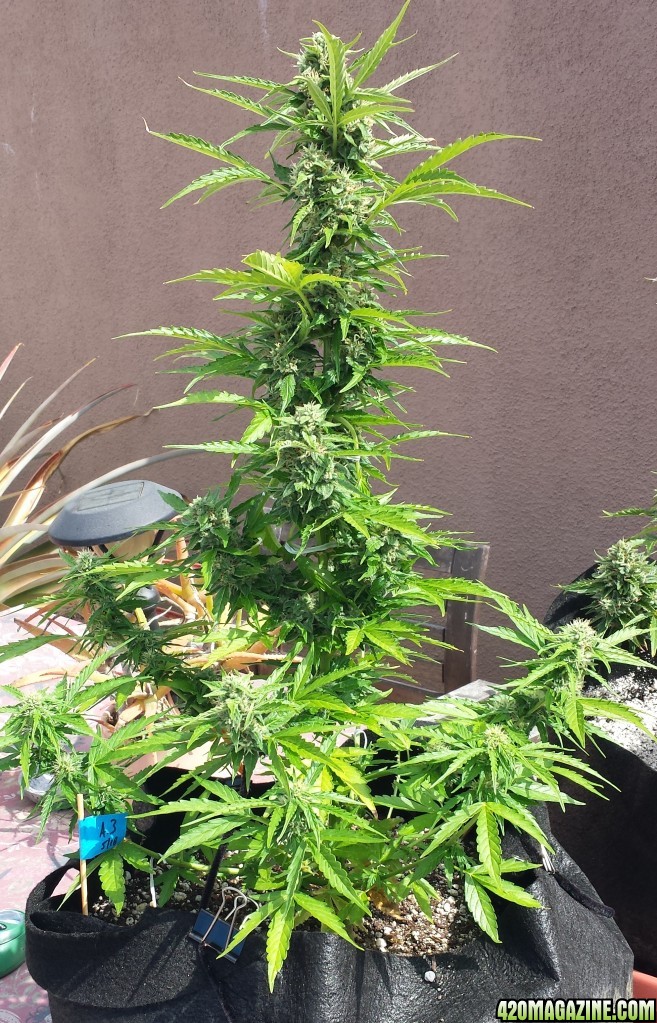 AK-47 day 65