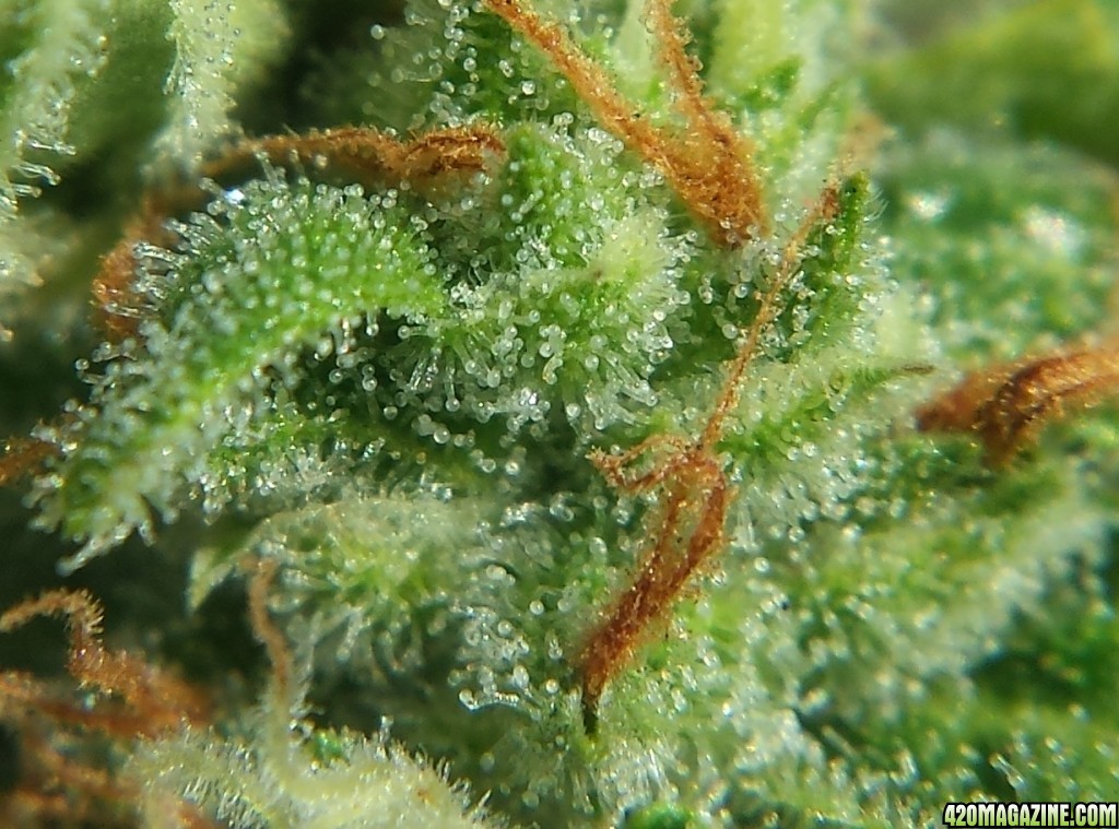 AK-47 day 70 macro