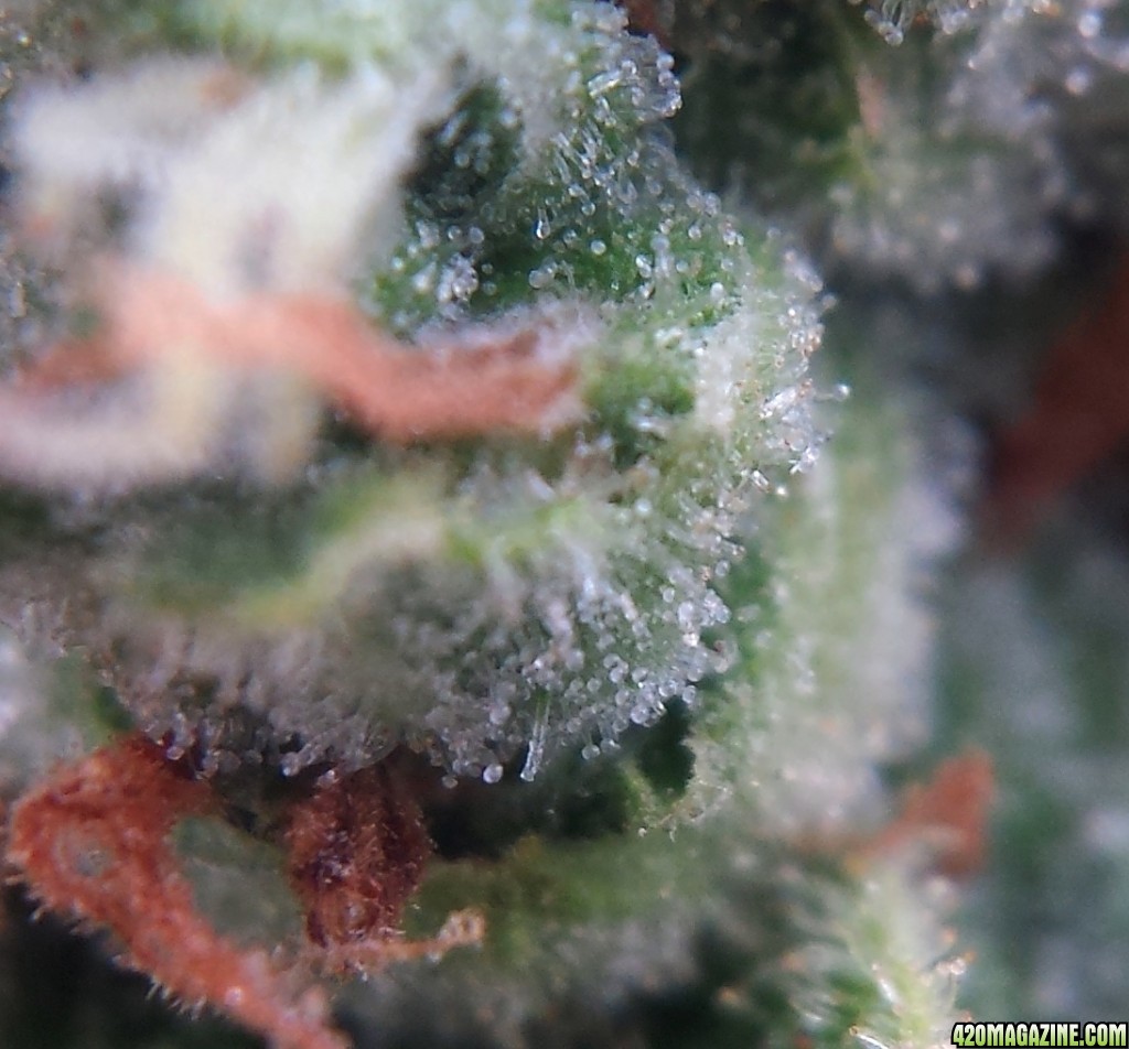 AK-47 day 74 macro