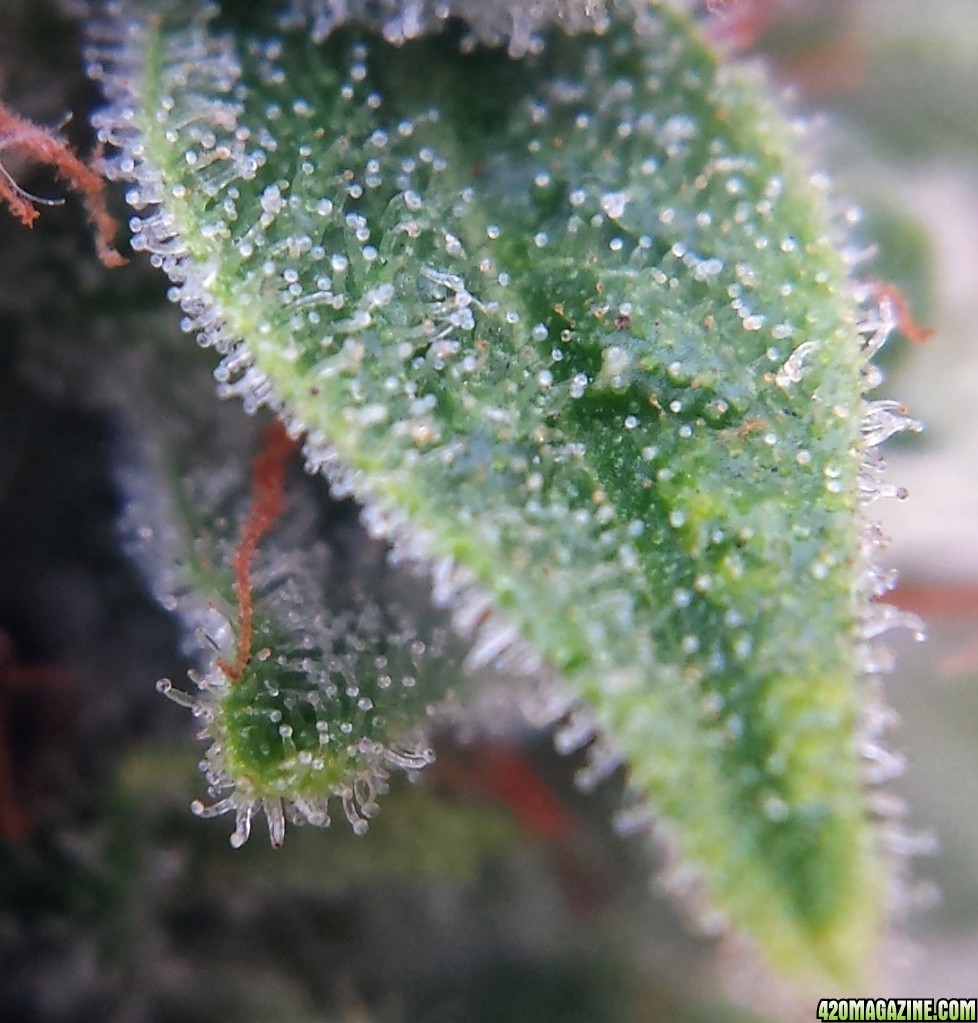 AK-47 day 74 macro