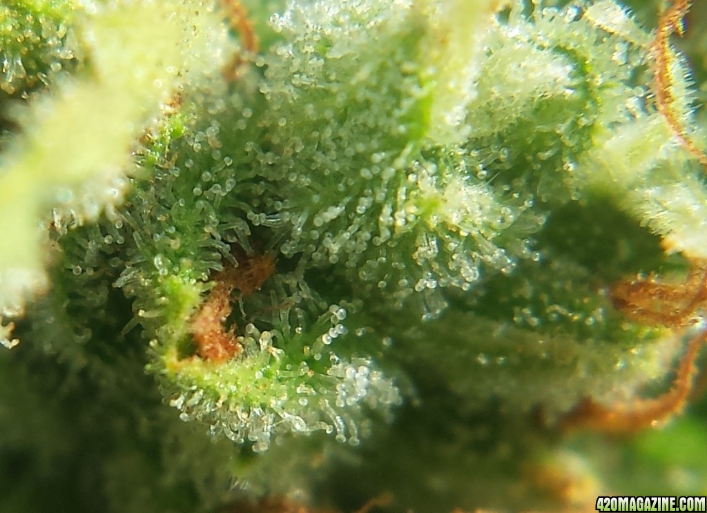 AK-47 day 79 macro