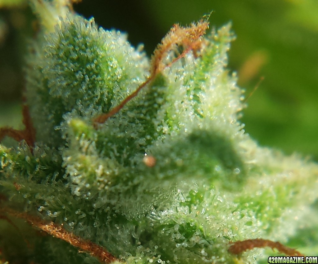 AK-47 day 79 macro