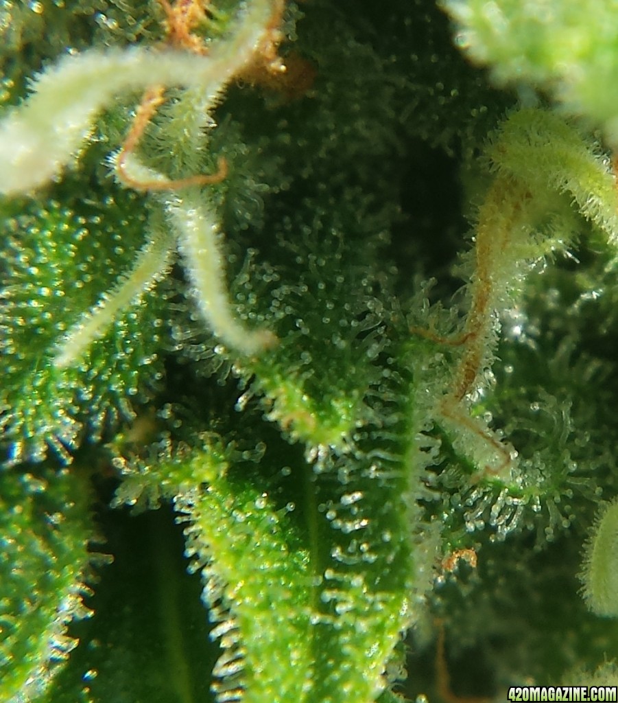 AK-47 day 79 macro