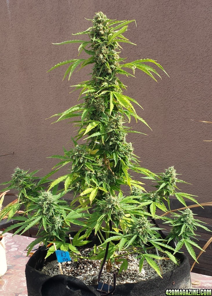 AK-47 day 79