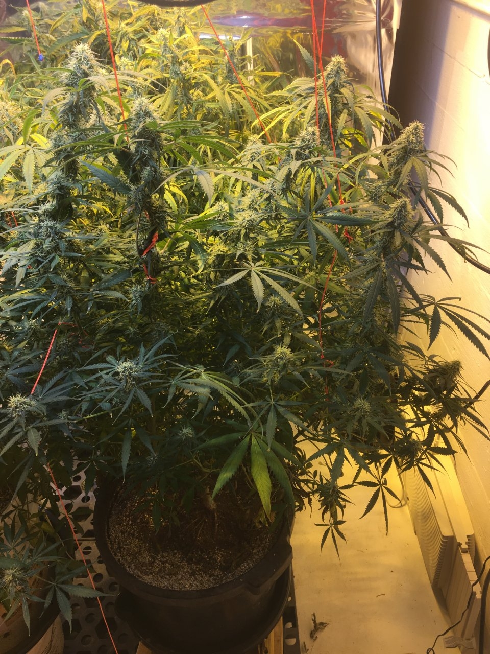 AK-47 Day 8 Drought