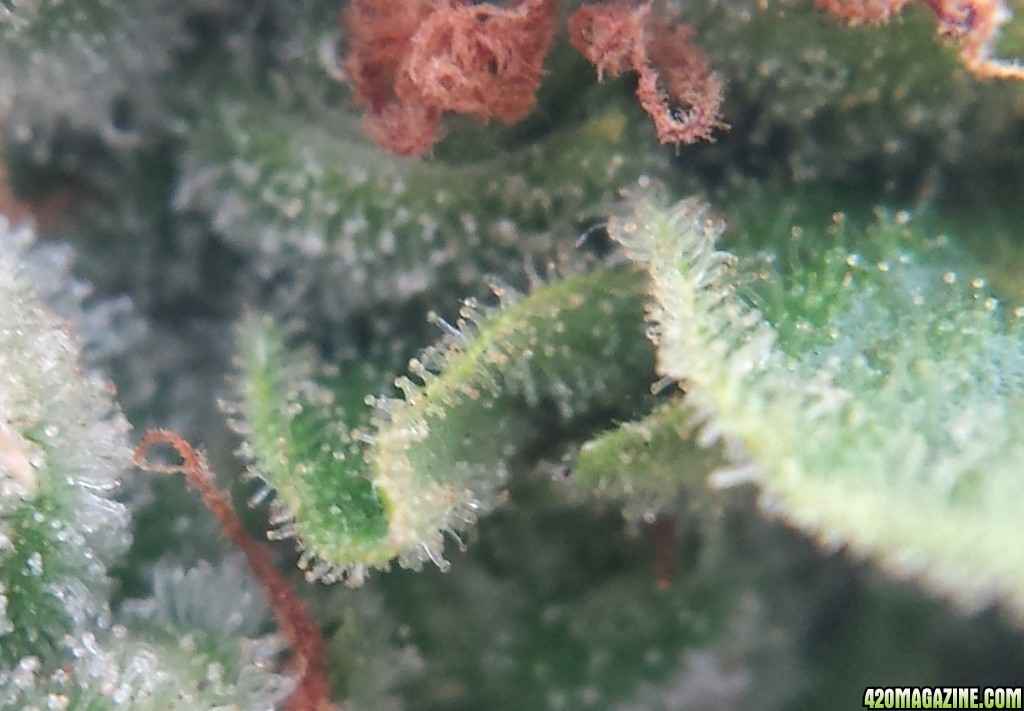 AK-47 day 81 macro