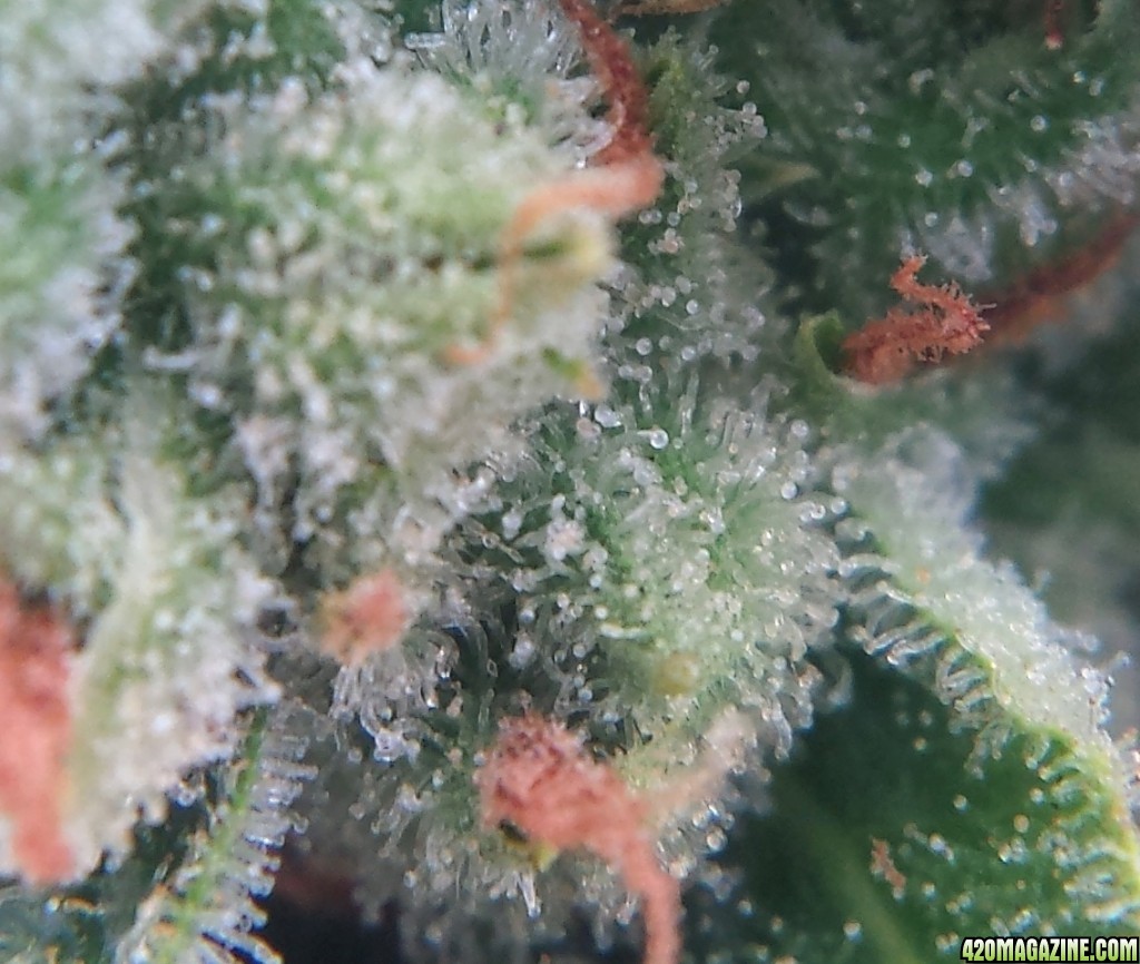 AK-47 day 81 macro