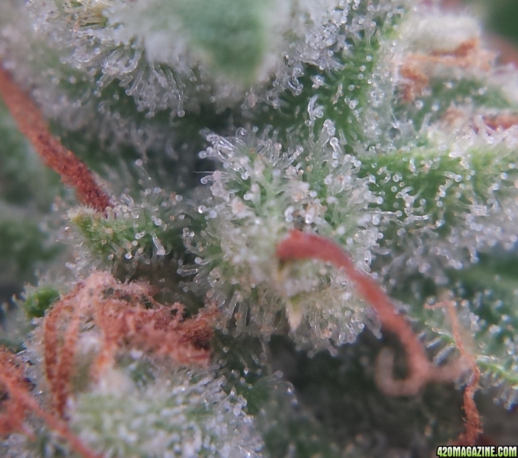 AK-47 day 81 macro