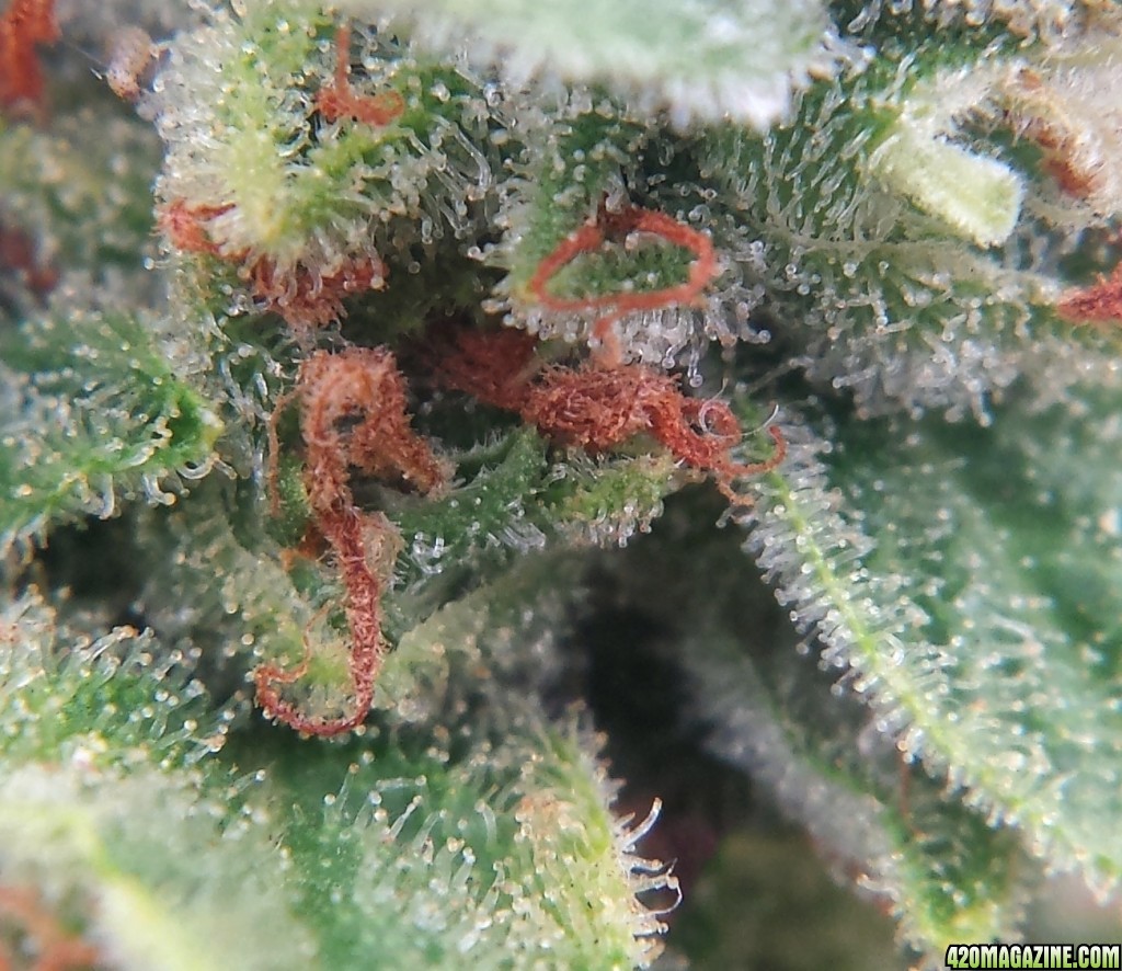 AK-47 day 81 macro