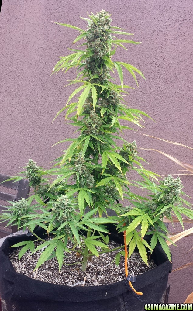 AK-47 day 81