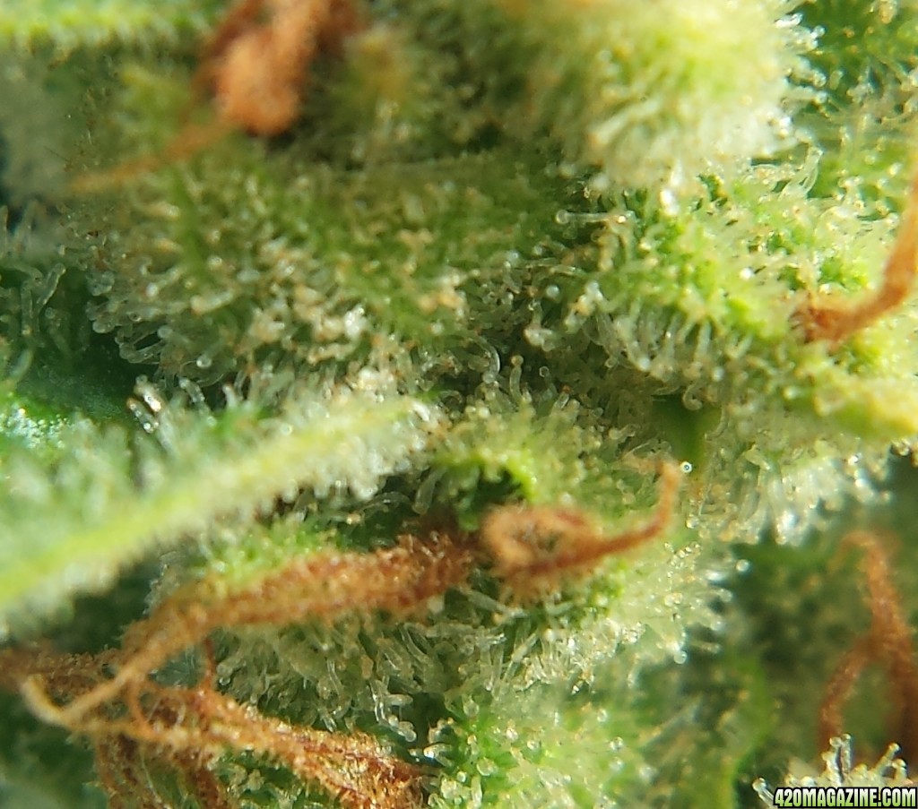 AK-47 day 83 macro