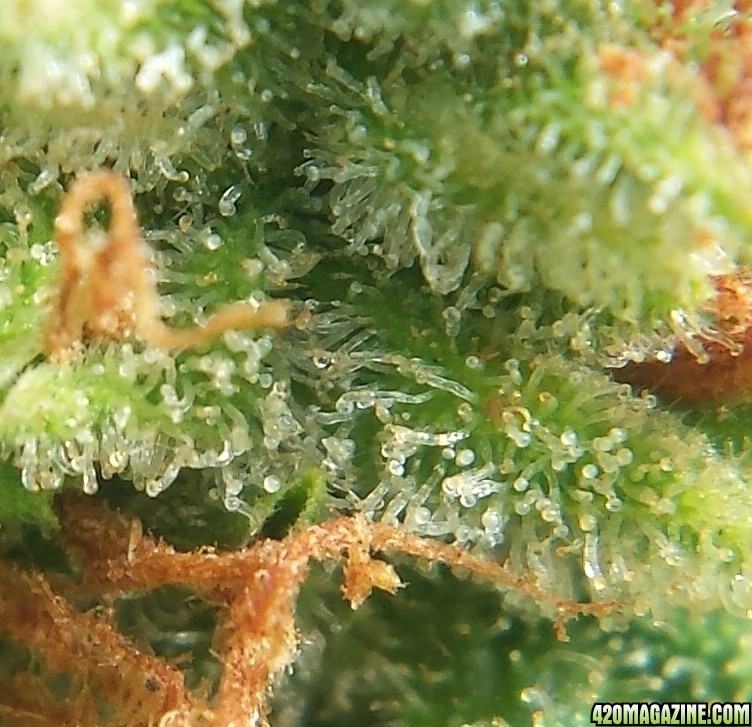 AK-47 day 83 macro