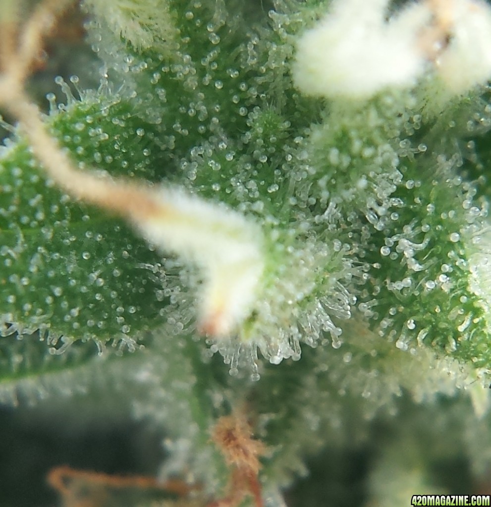 AK-47 day 83 macro