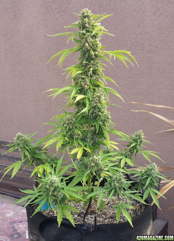 AK-47 day 83