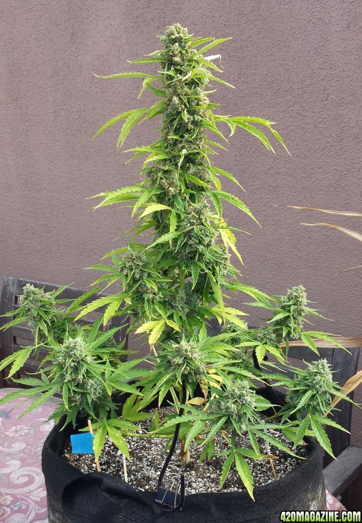 AK-47 day 85 crop