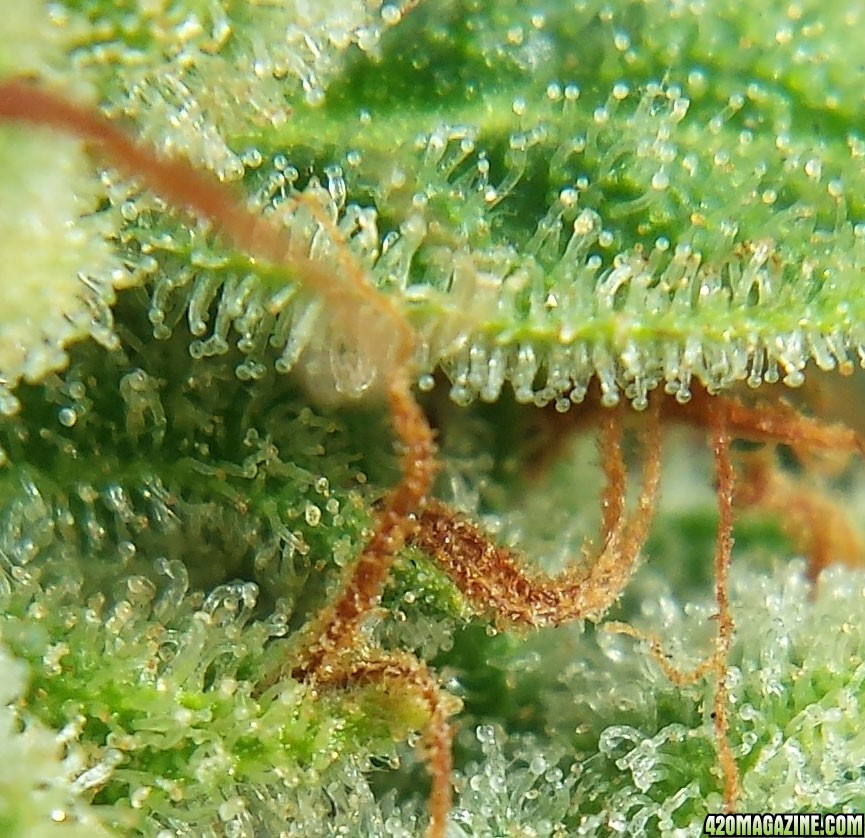 AK-47 day 85 macro