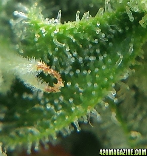 AK-47 day 85 macro