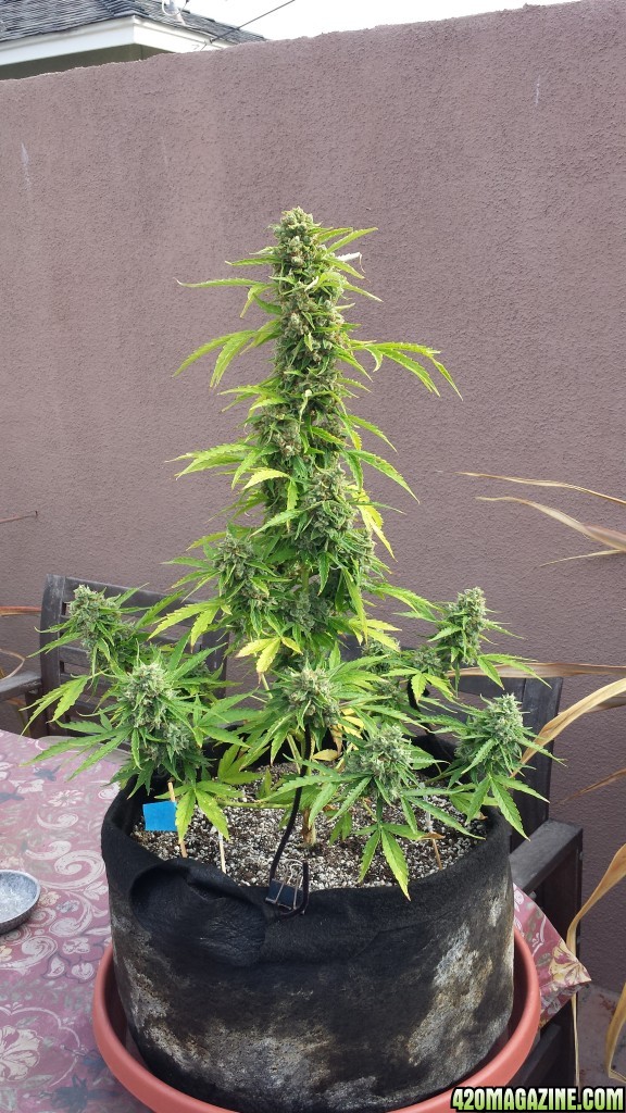 AK-47 day 85