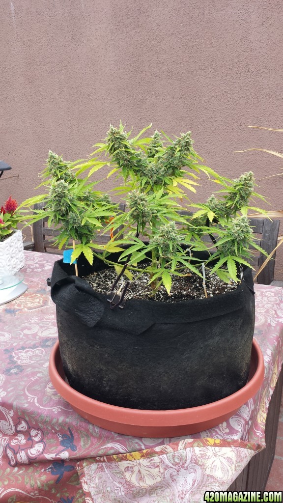 AK-47 day 86 after top chop