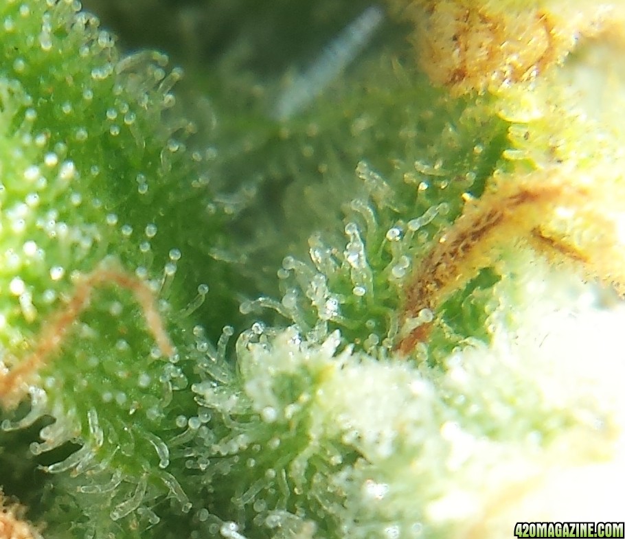 AK-47 day 92 macro