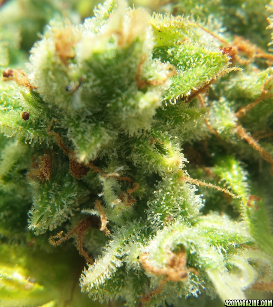 AK-47 day 92 macro