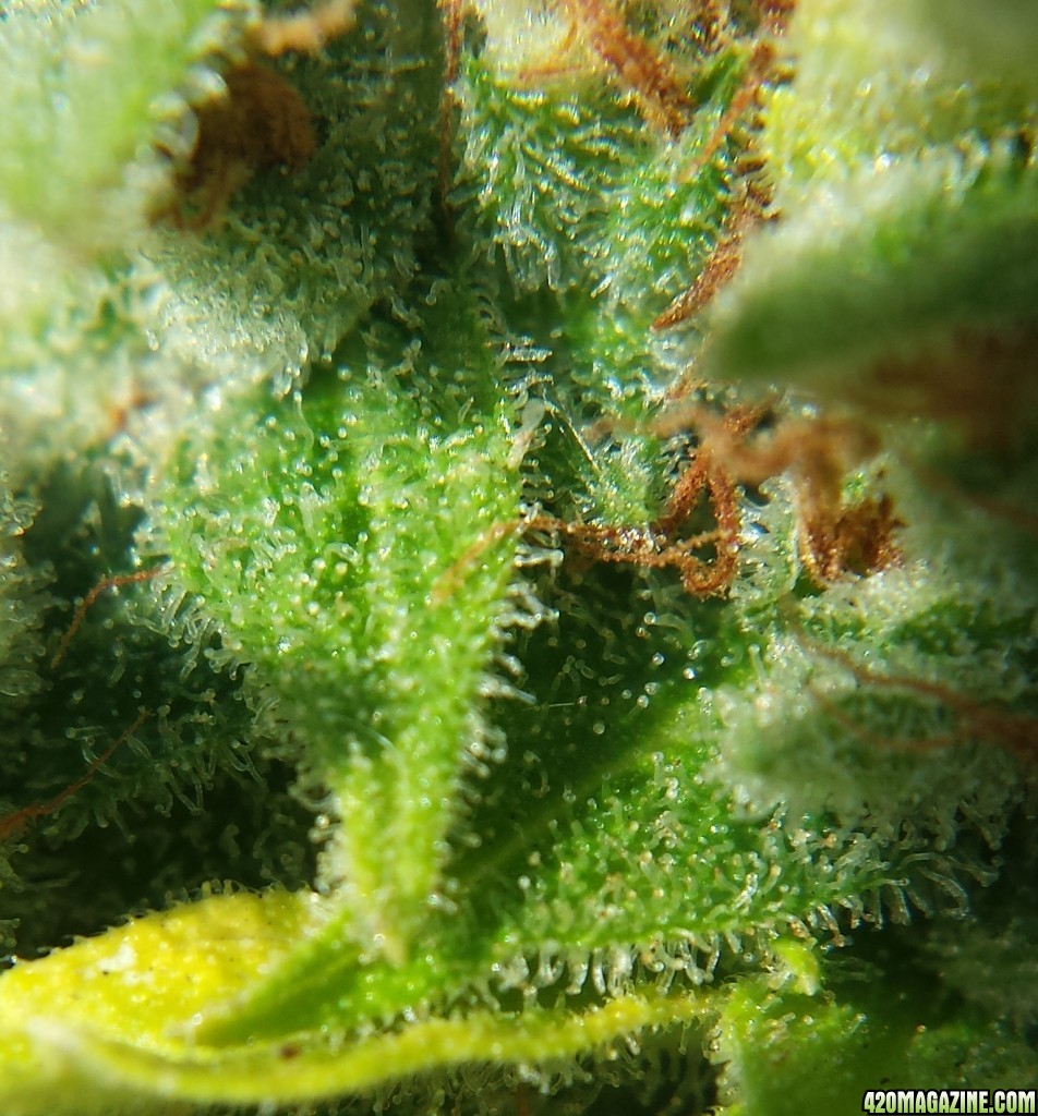 AK-47 day 92 macro