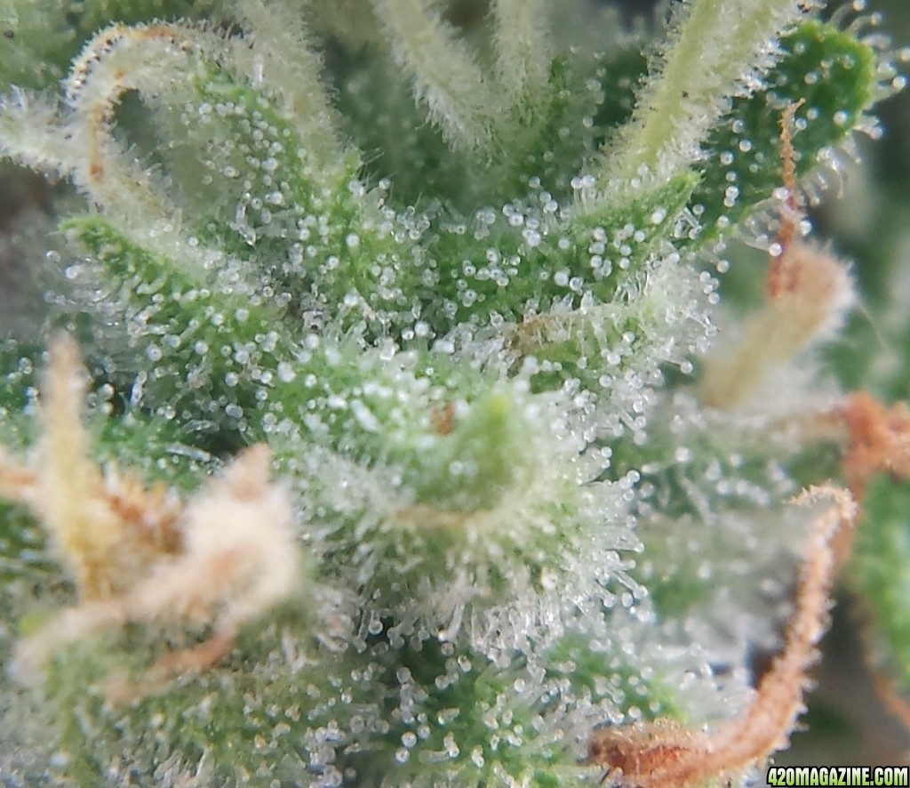 AK-47 macro day 71