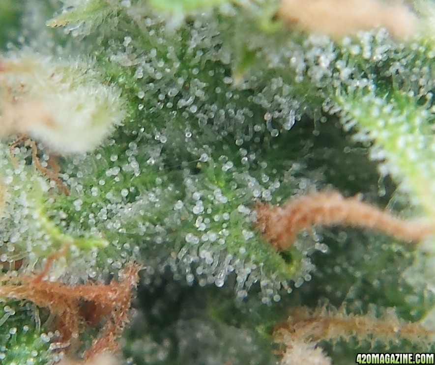 AK-47 macro day 71