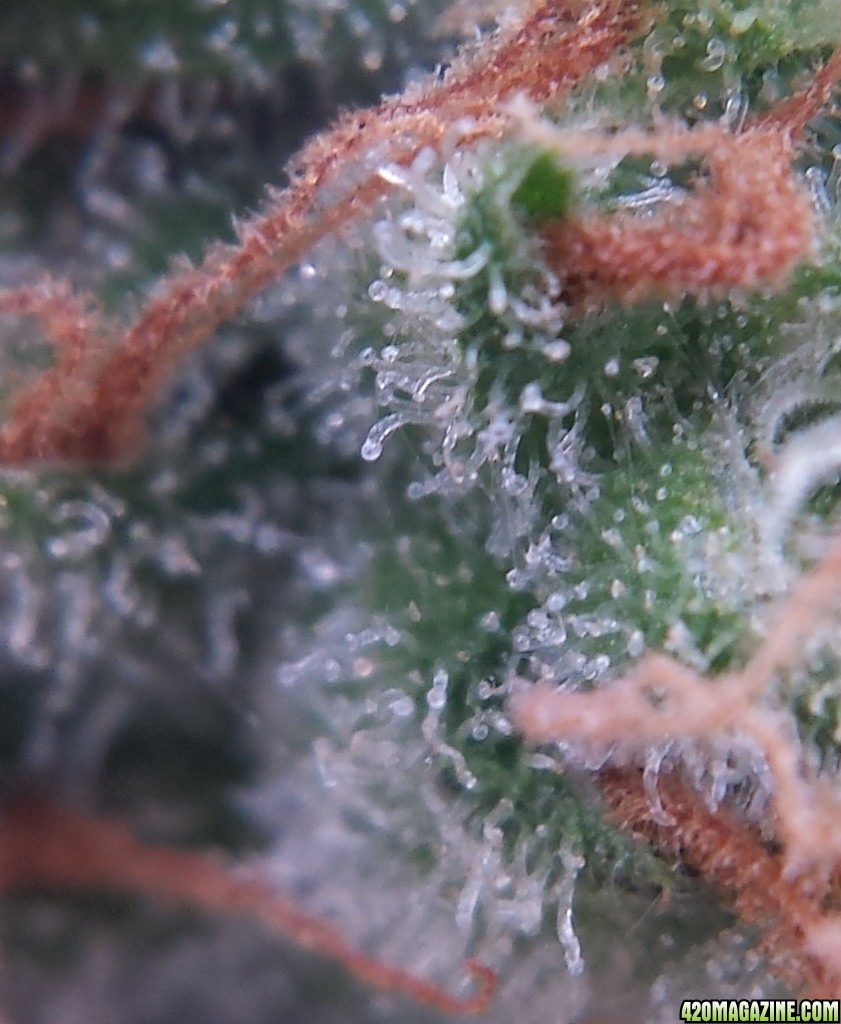 AK-47 macro day 97