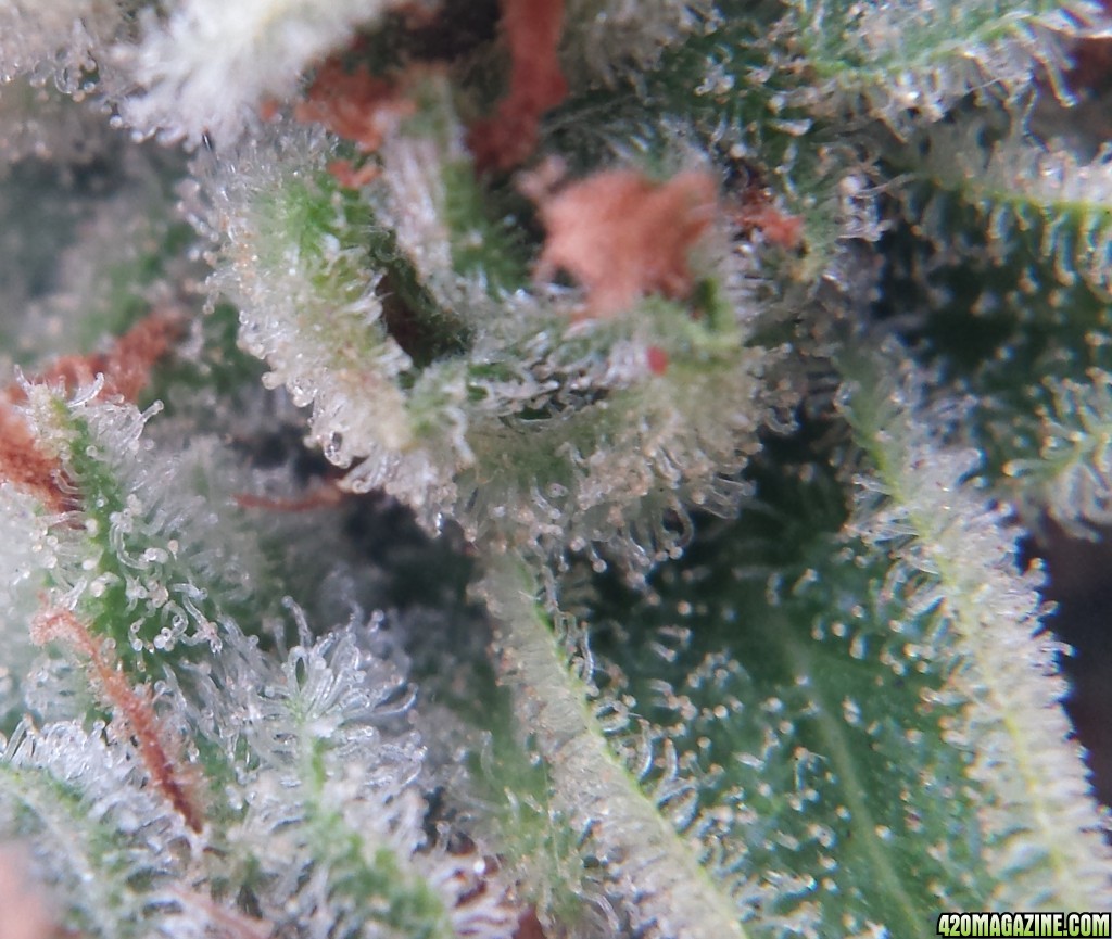 AK-47 pre 2nd harvest day 100 macro