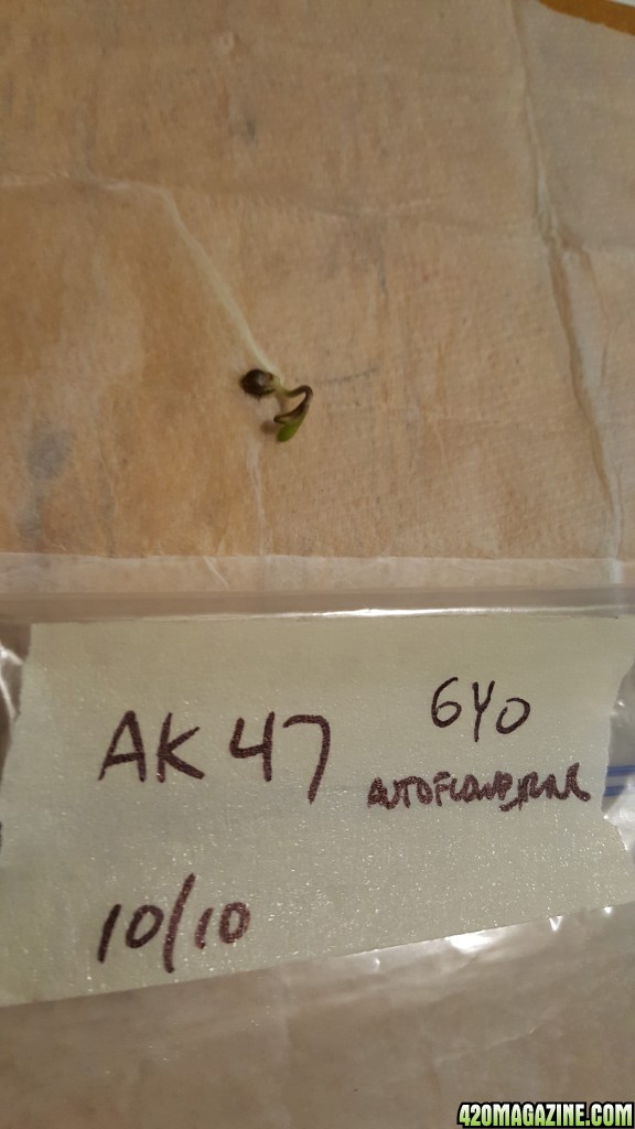 AK-47 seedling