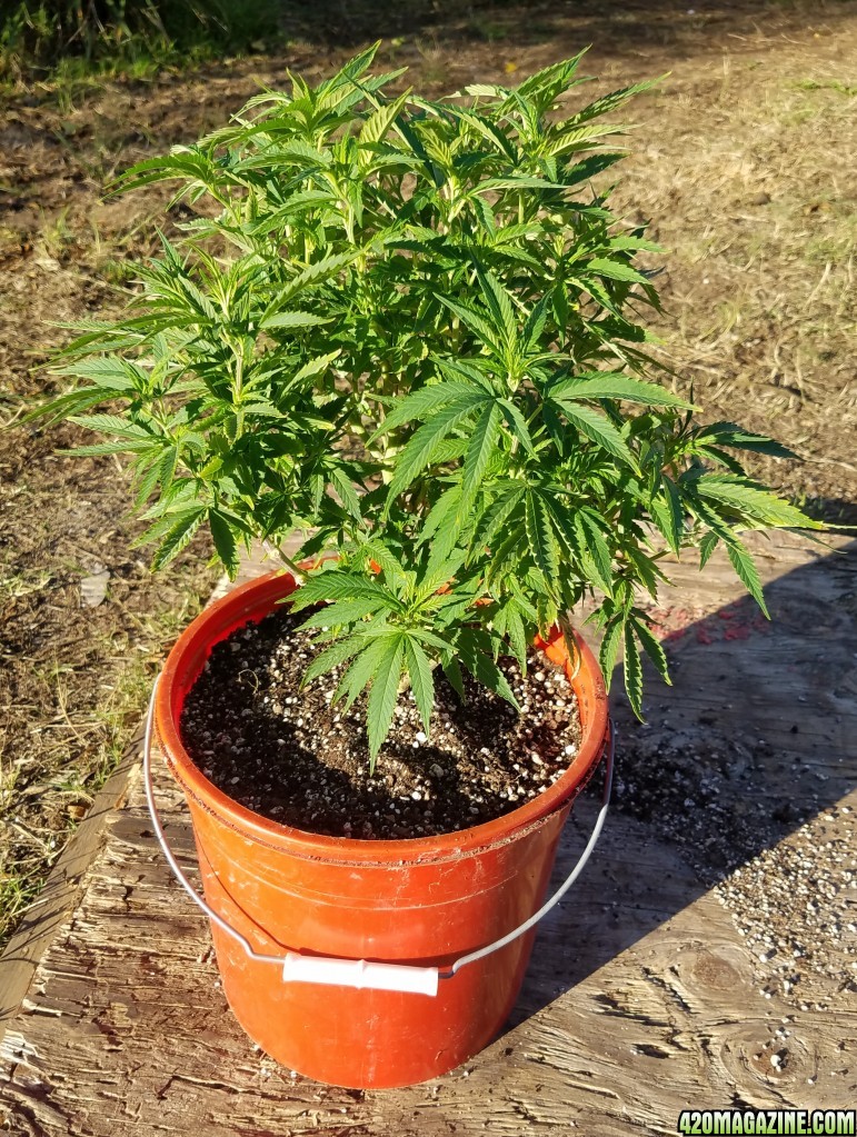 AK-47 transplanted