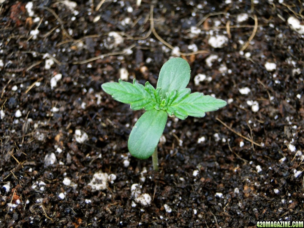 AK-47 x G.D.P. Seedling-Pheno #1-Day 1 of Transplant-2/12/17