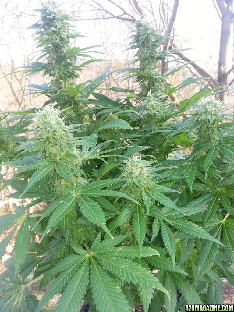 AK 48 Alpha Cola