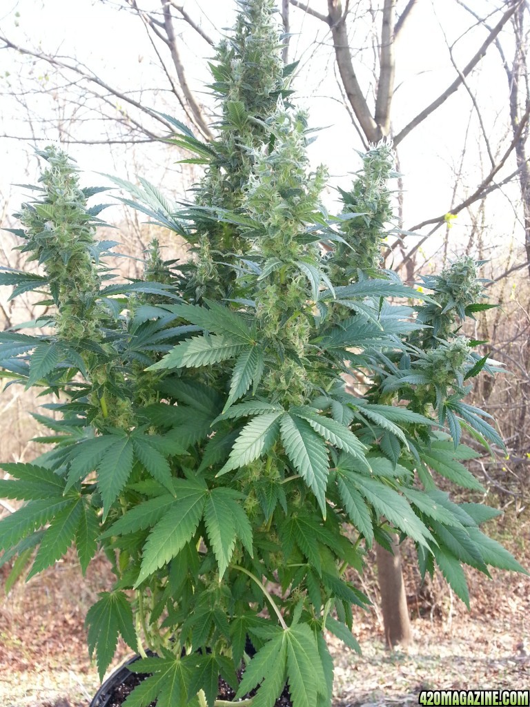 AK 48 Alpha Cola