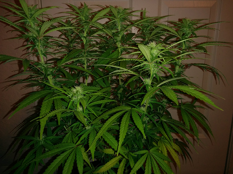 AK 48 Day 83 3