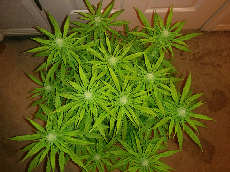 AK 48 Day 83