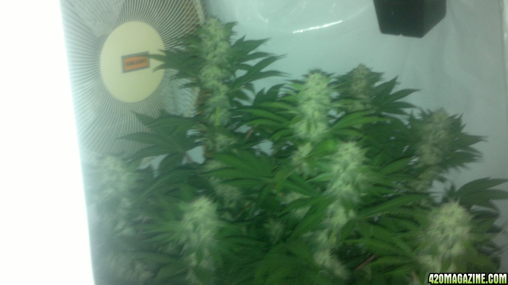 Ak 48 LST Topped