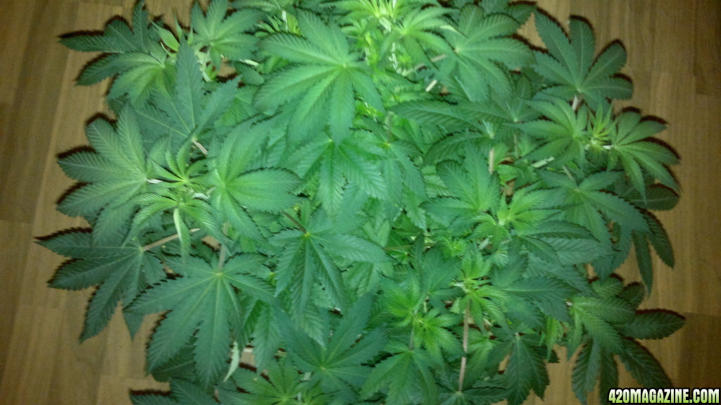 Ak 48 LST Topped