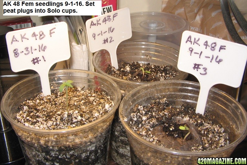 AK 48 seedlings