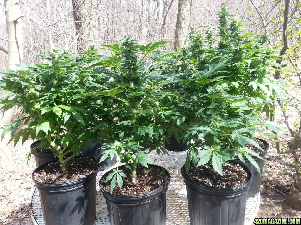 AK 48/SKNL GROUP SHOTS + COLAS