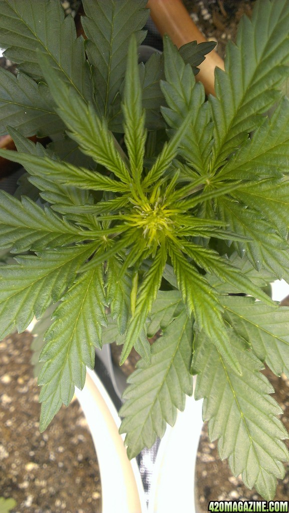 Ak 49 auto 23 days from seed