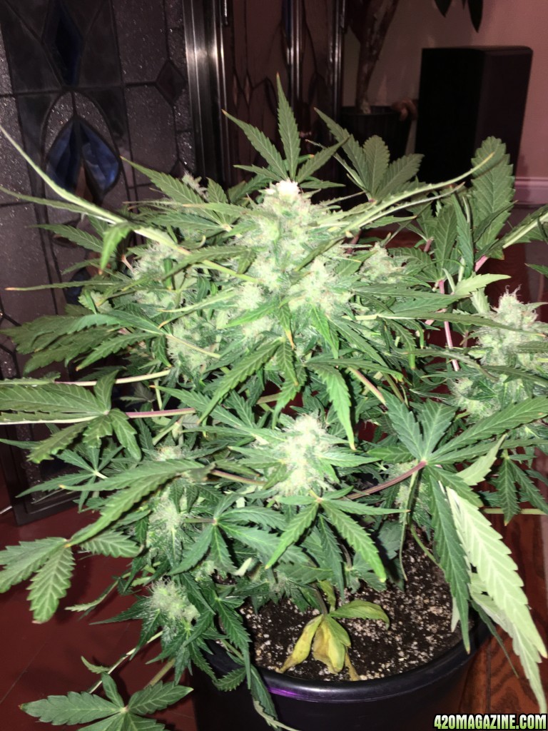 AK-49 auto at day 58