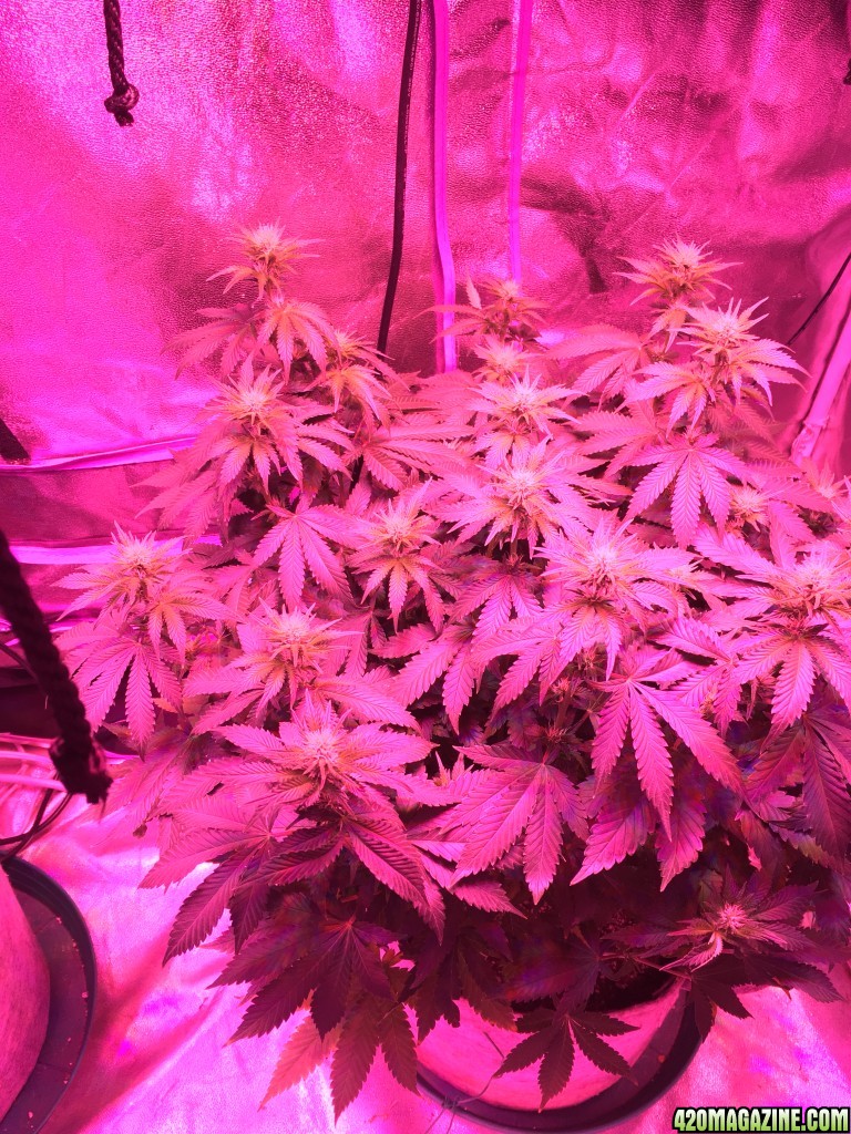 AK-49 auto harvest and my phenos