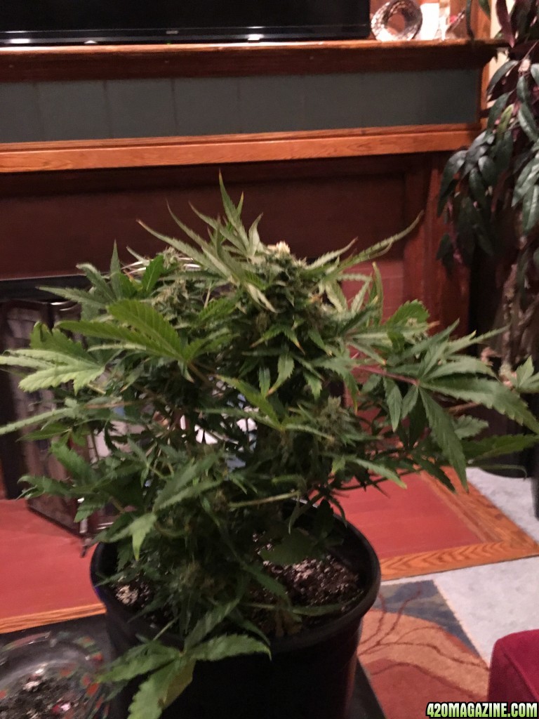 AK-49 auto harvest and my phenos