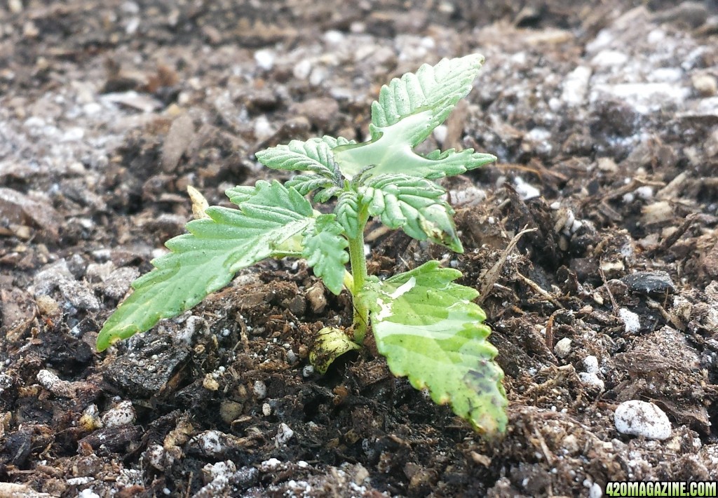 AK 7 day 19