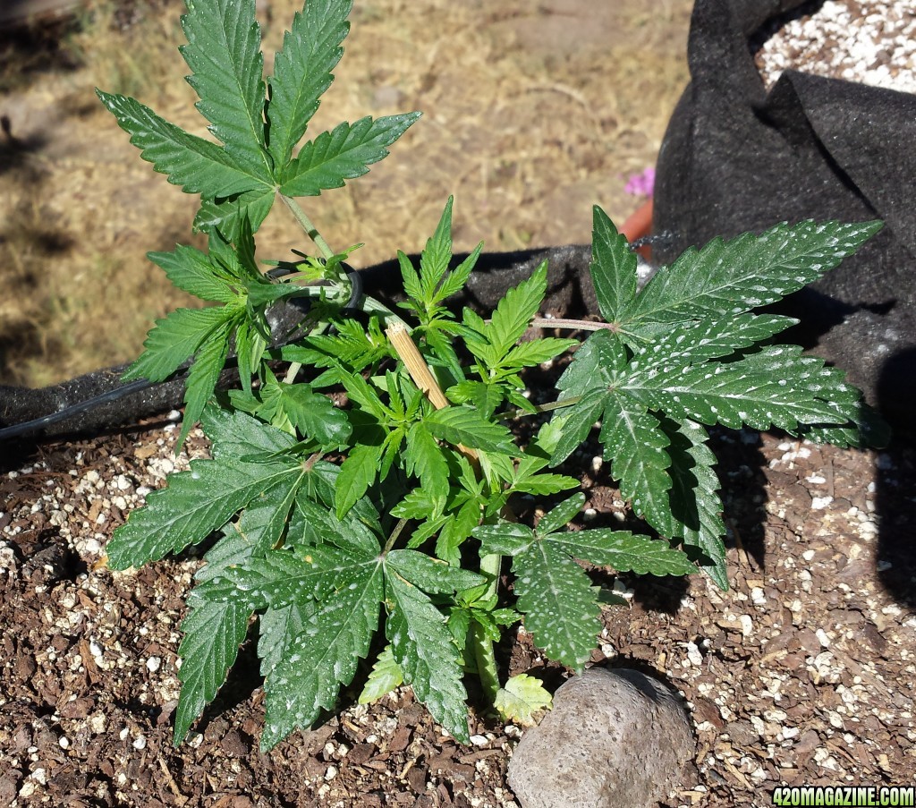 AK 7 day 39